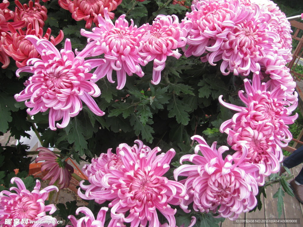 菊花