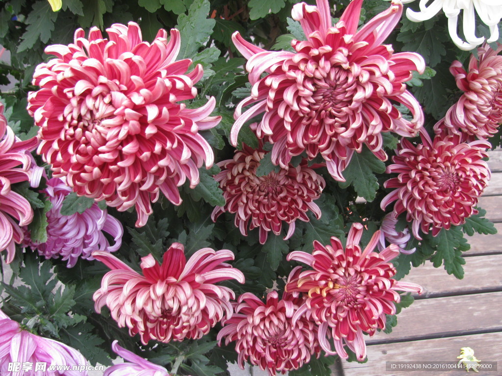 菊花