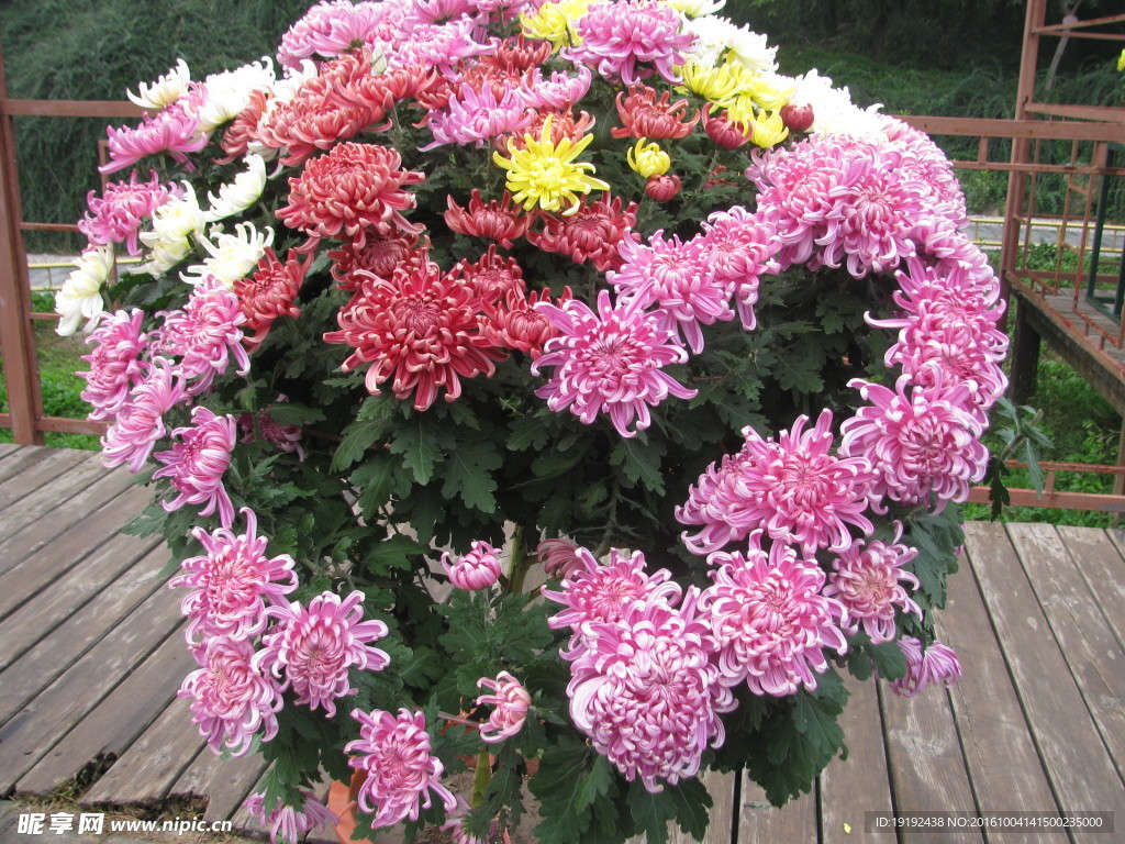 菊花
