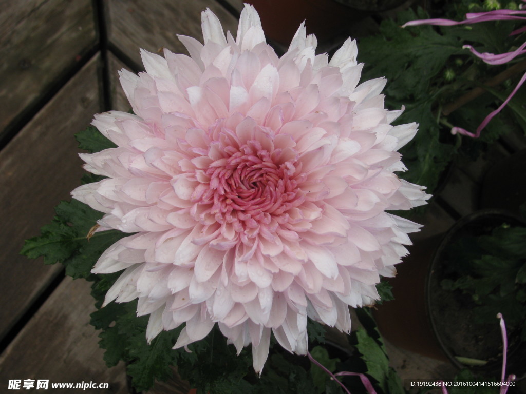 菊花
