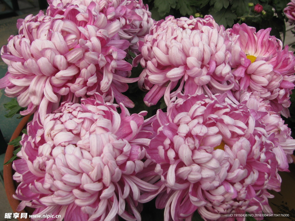 菊花