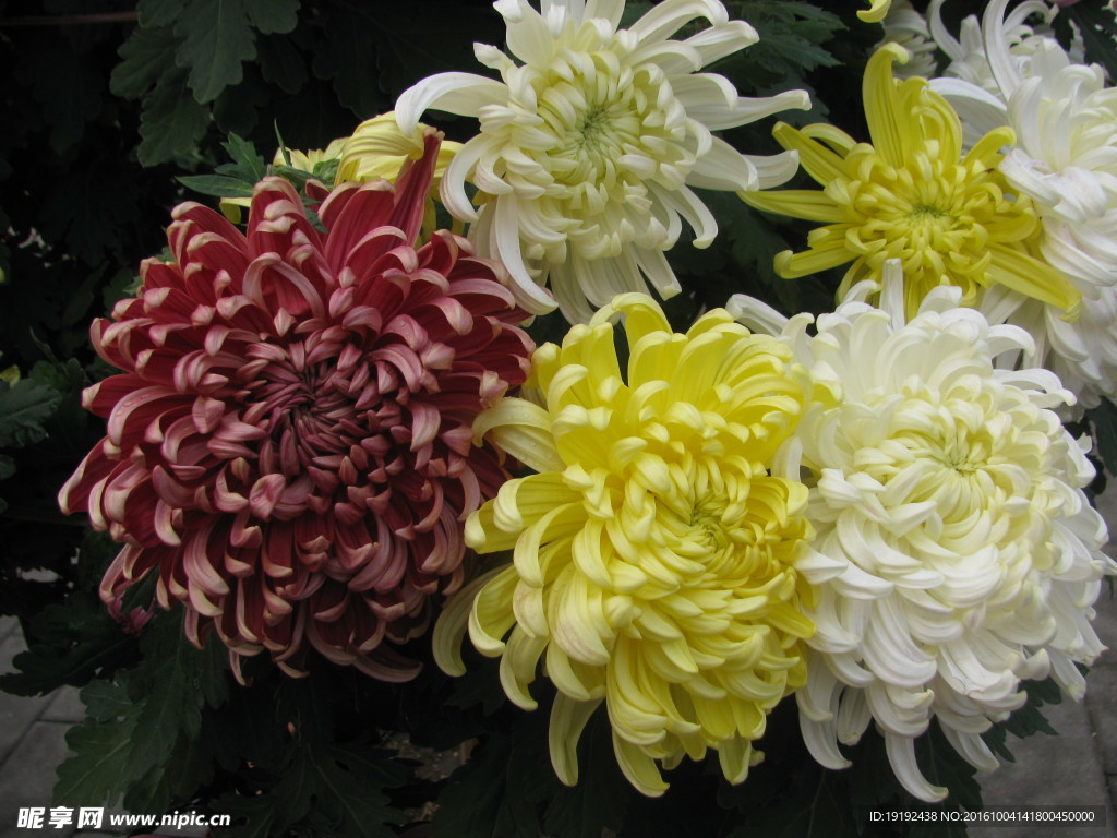 菊花