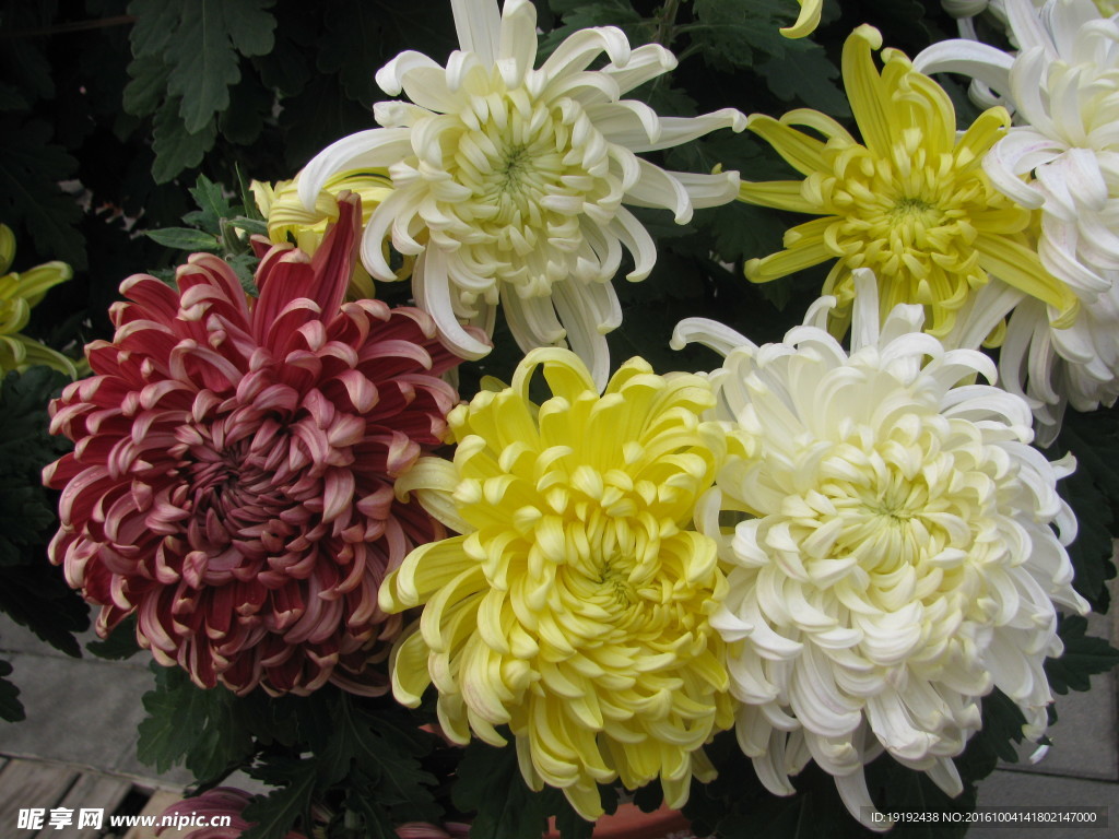菊花