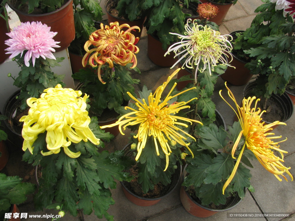 菊花