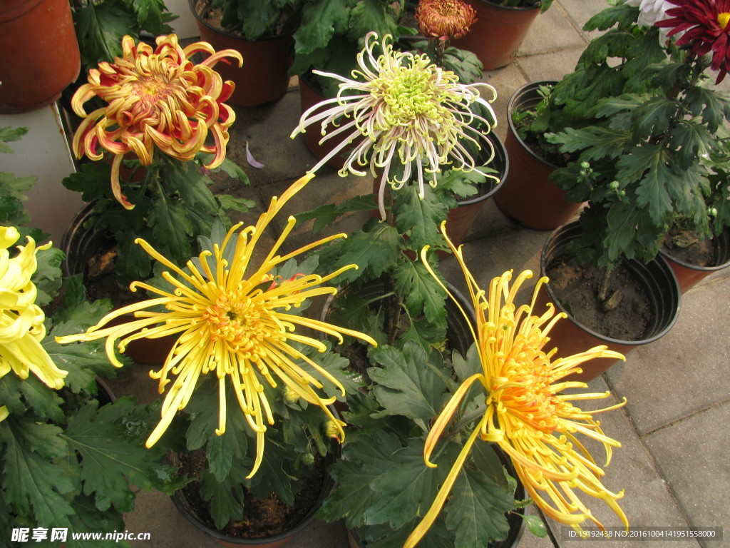 菊花