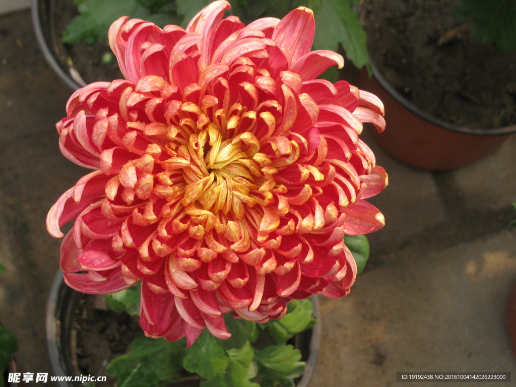 菊花