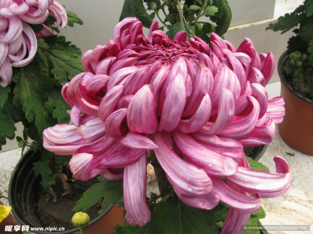 菊花