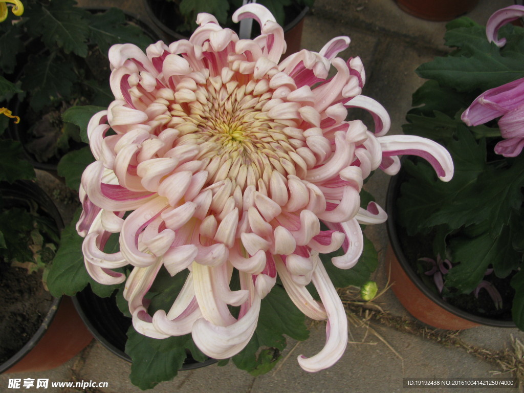 菊花