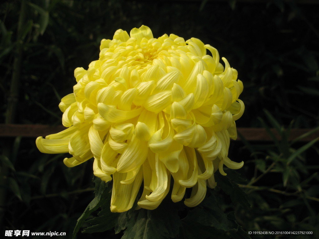 菊花