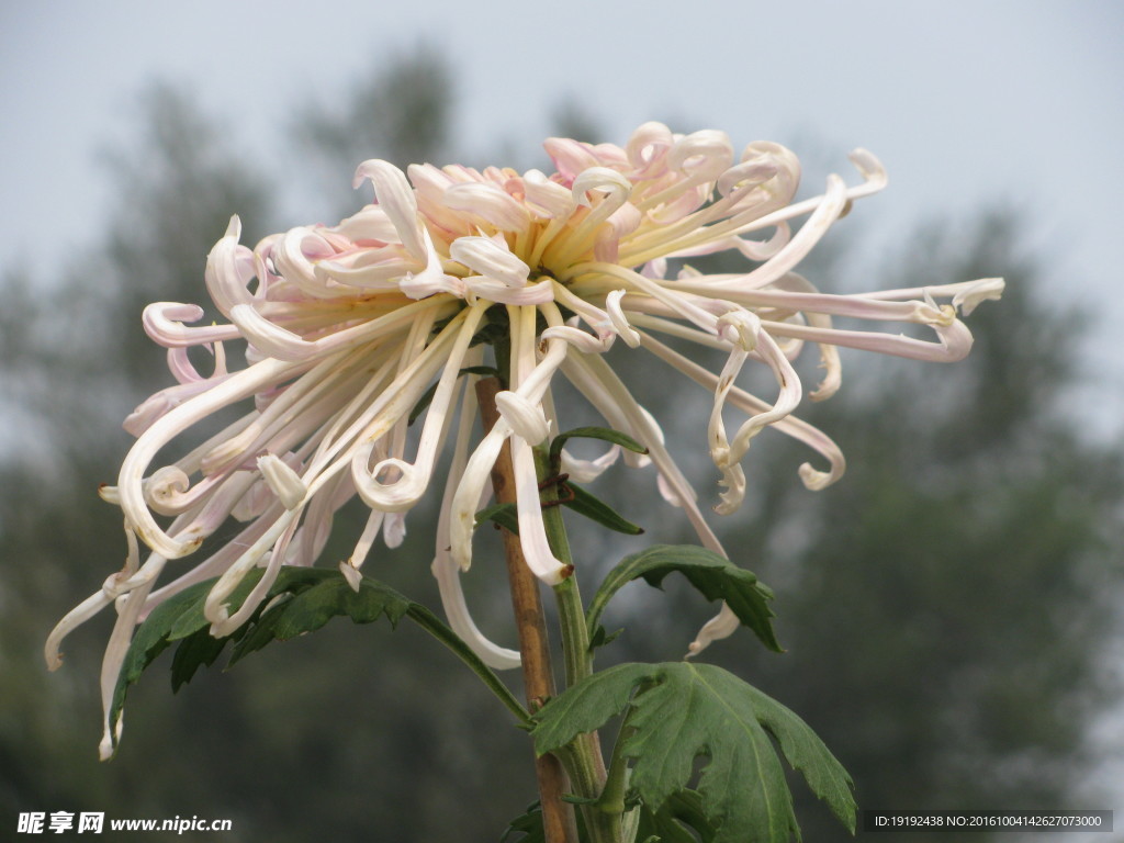 菊花