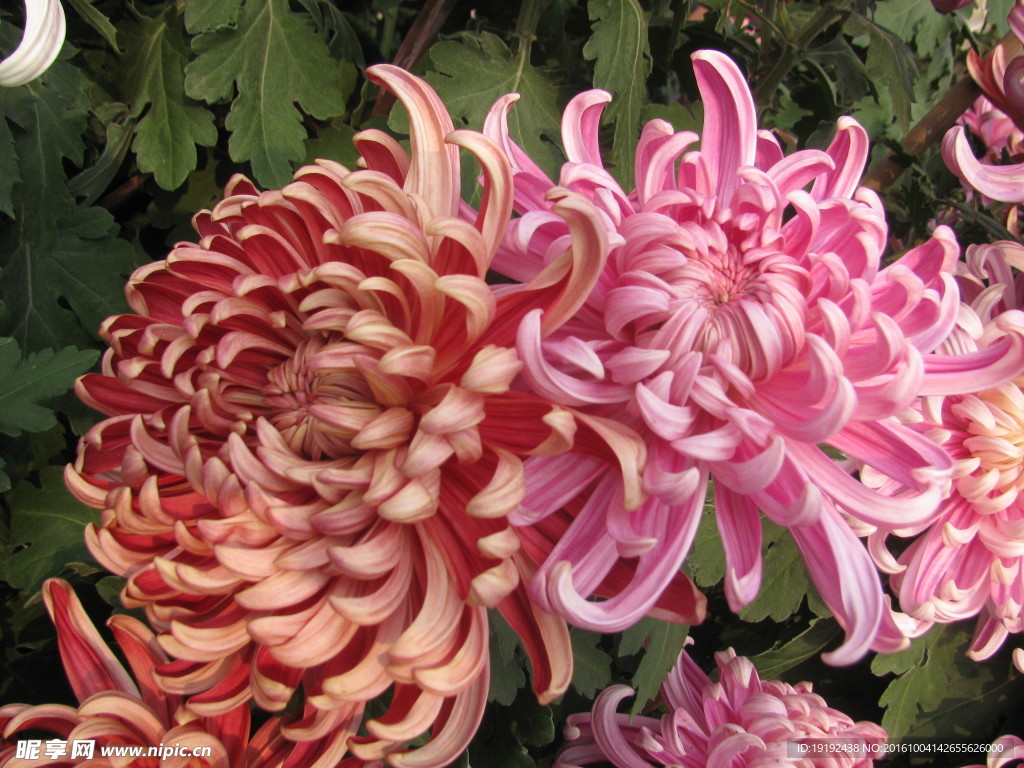菊花