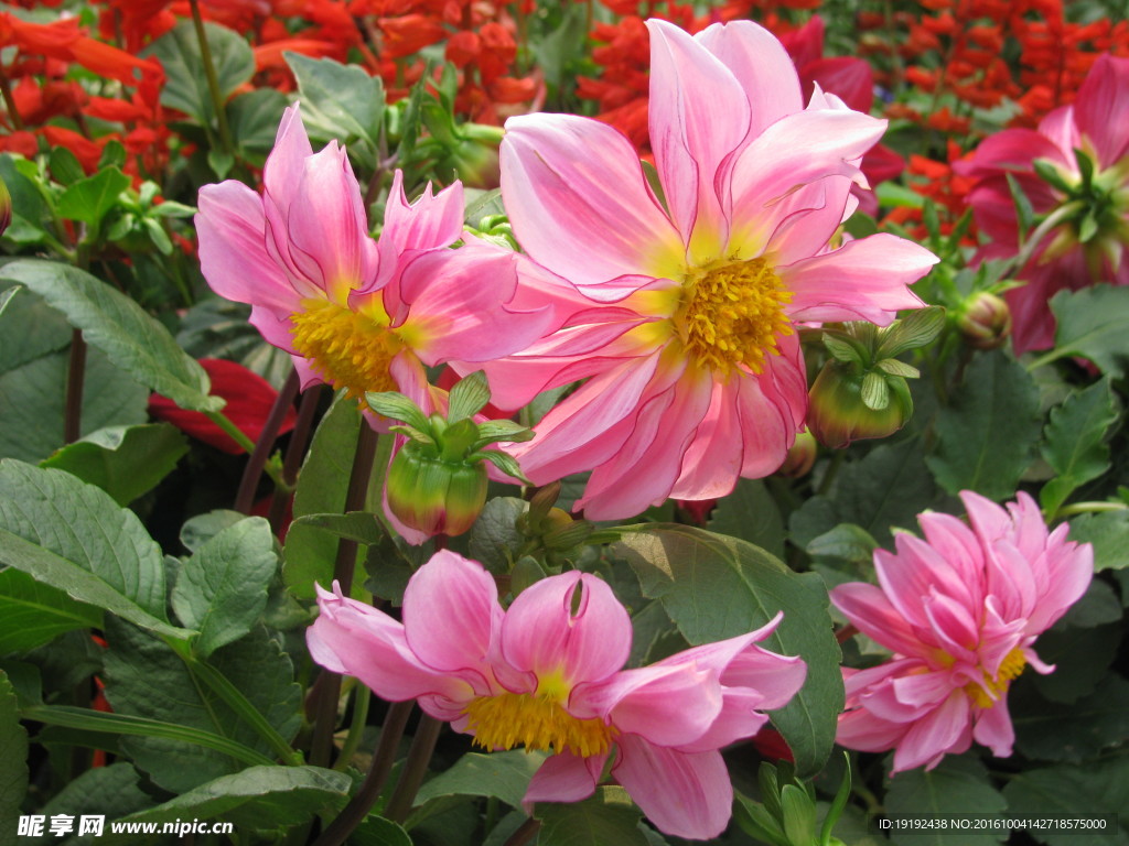 小丽花