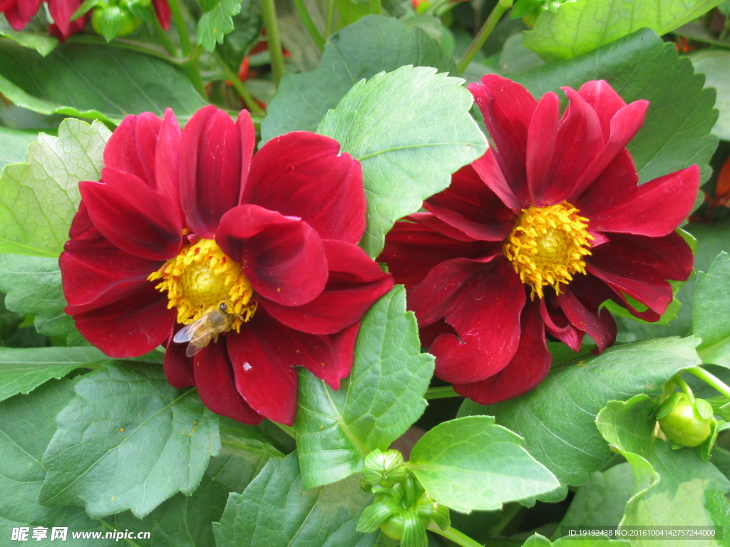 小丽花