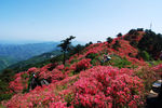 麻城杜鹃
