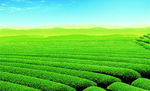 茶山