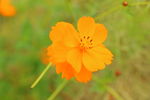 花朵黄花