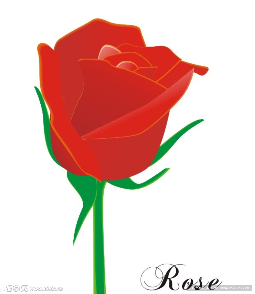 玫瑰花