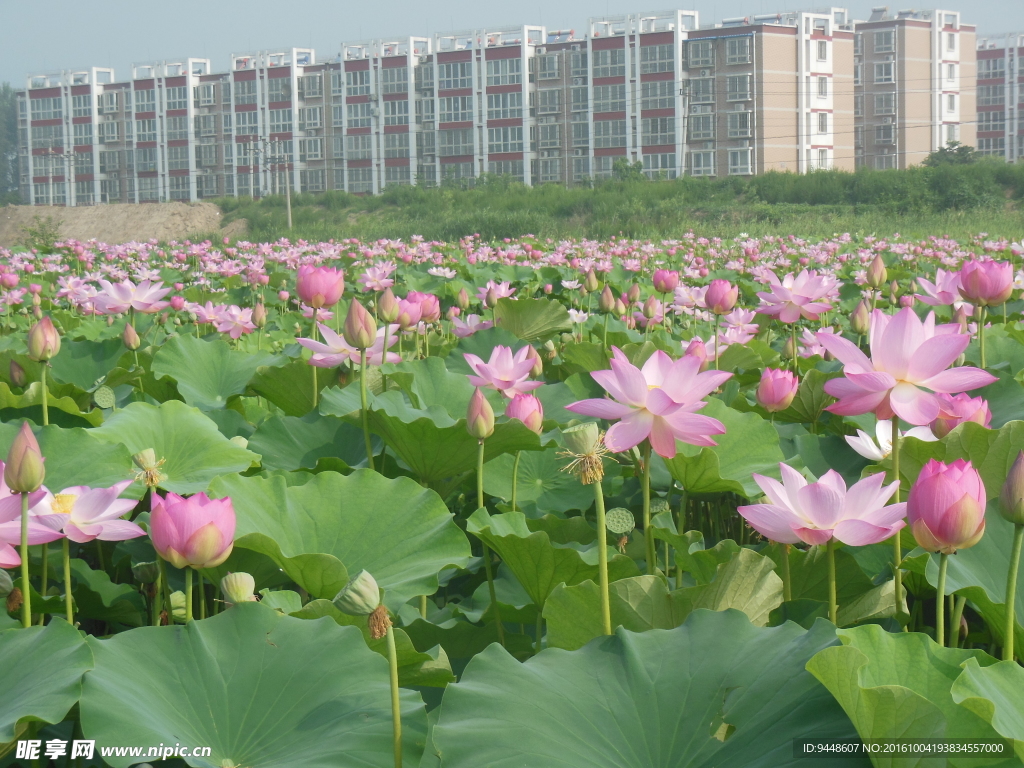 荷花