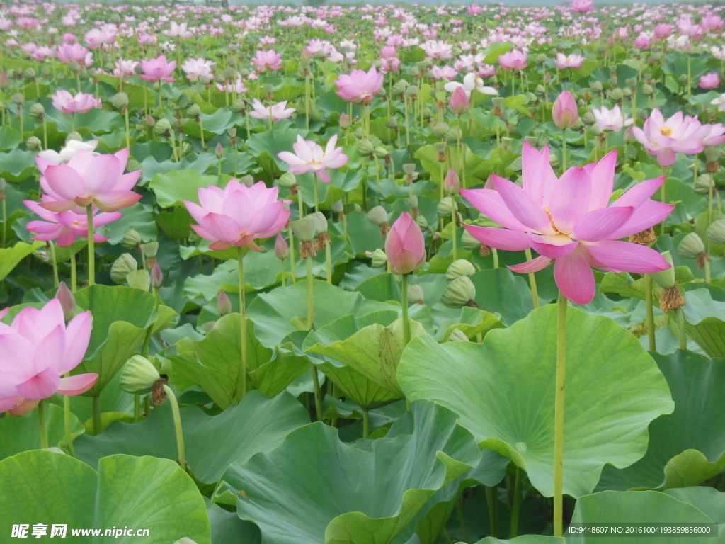 荷花