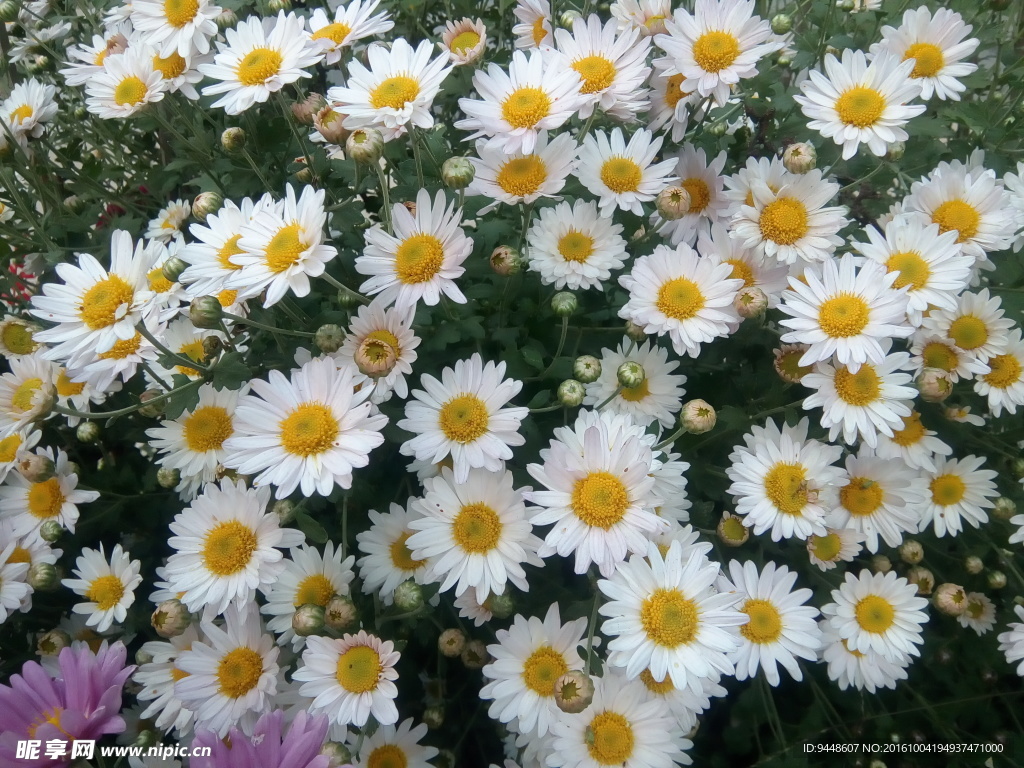 白色小雏菊