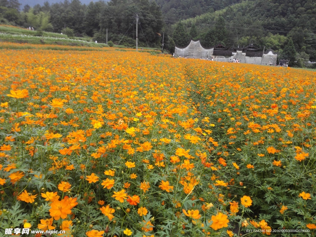 花海