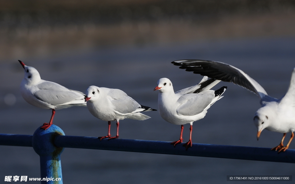 海鸥