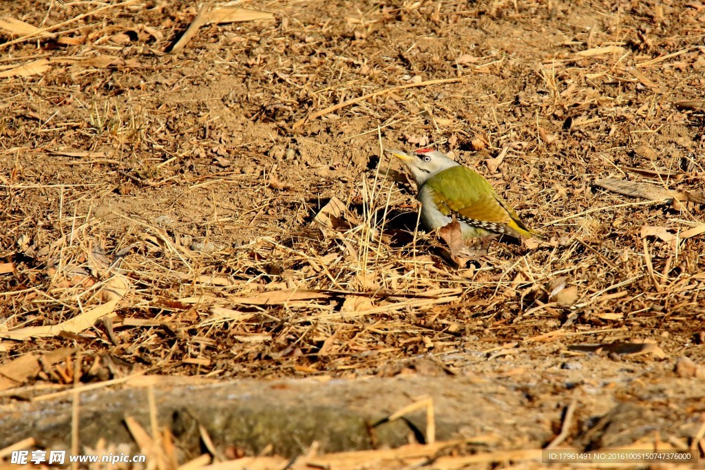 灰头绿啄木鸟