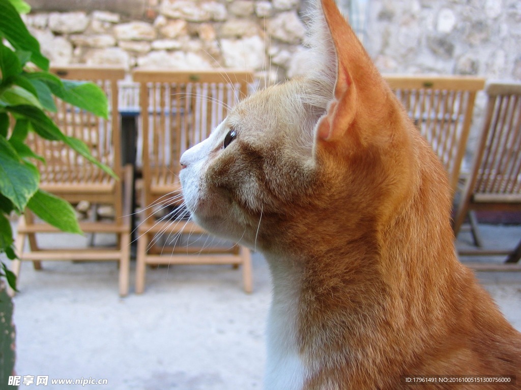 小猫