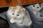 猫咪