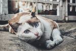 猫咪