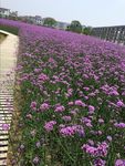 薰衣草 花朵 小花