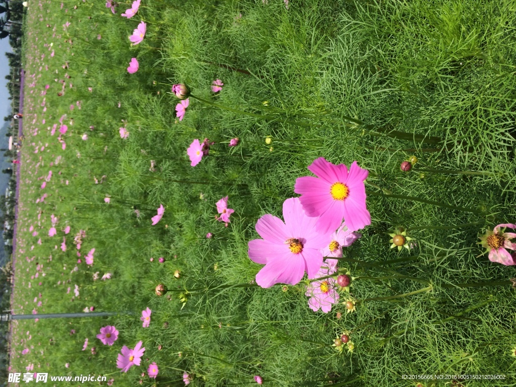 小花 鲜花