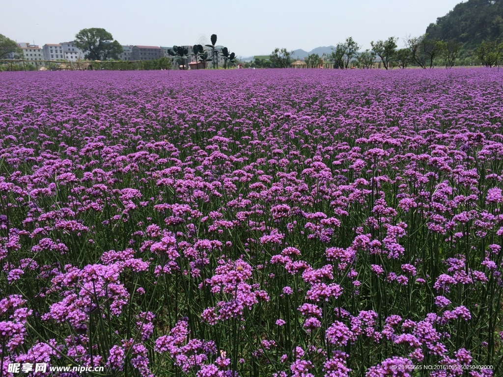 薰衣草