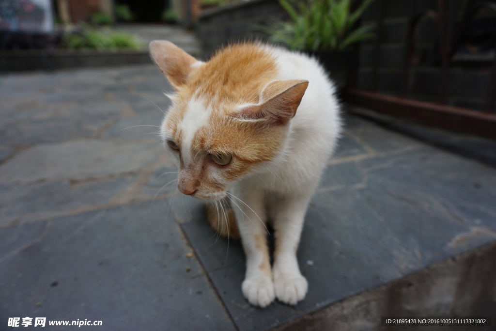 猫