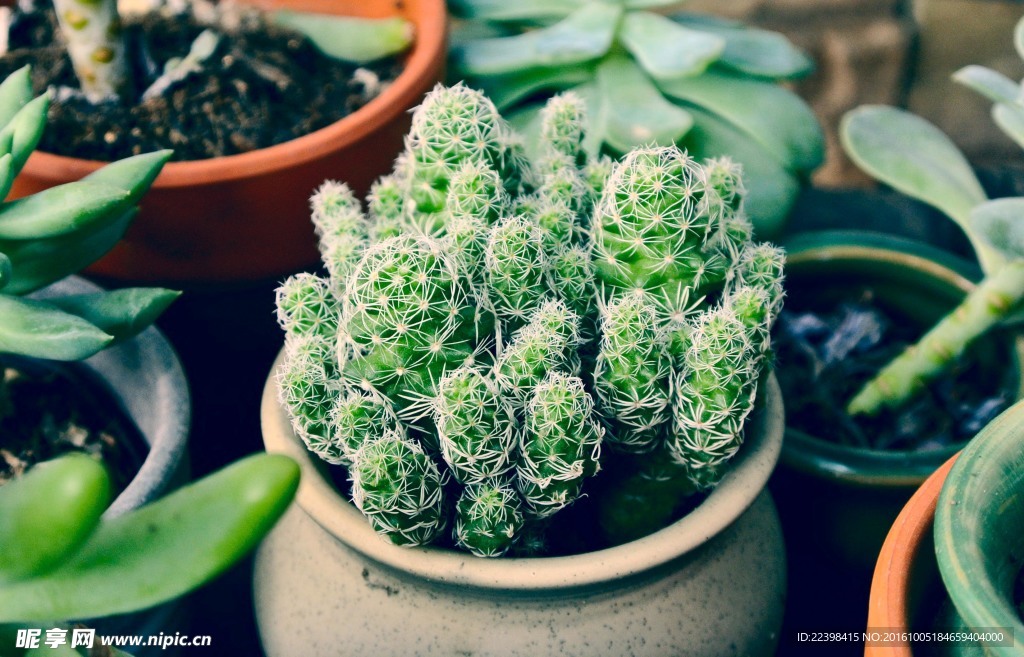 多肉植物