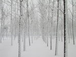 雪景 冬天雪中的树