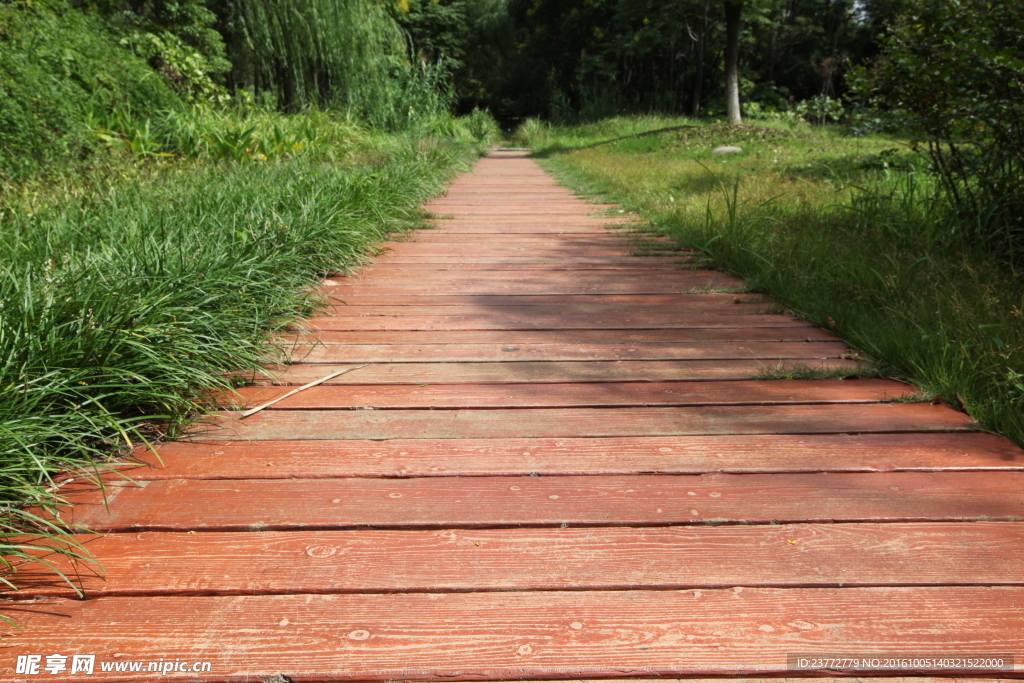 公园木路特写 路边青草