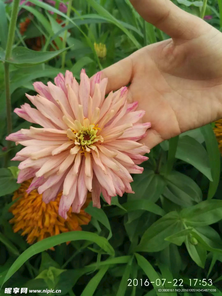 漂亮花朵