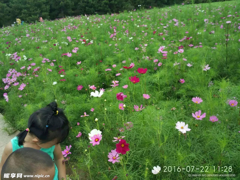 花朵