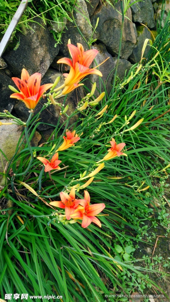 黄花菜