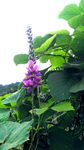 羽扇豆花