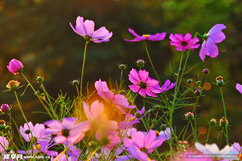 格桑花