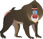 狒狒