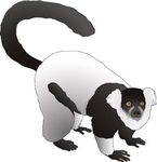 猴子
