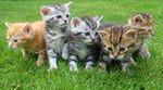 猫图片
