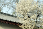大雁塔