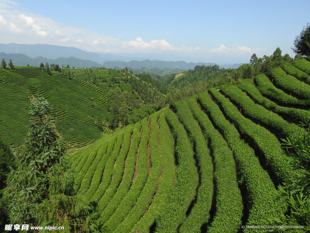 茶山