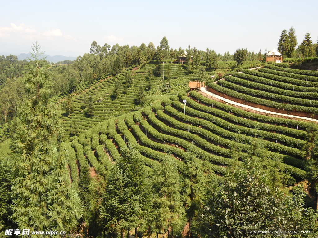 茶山