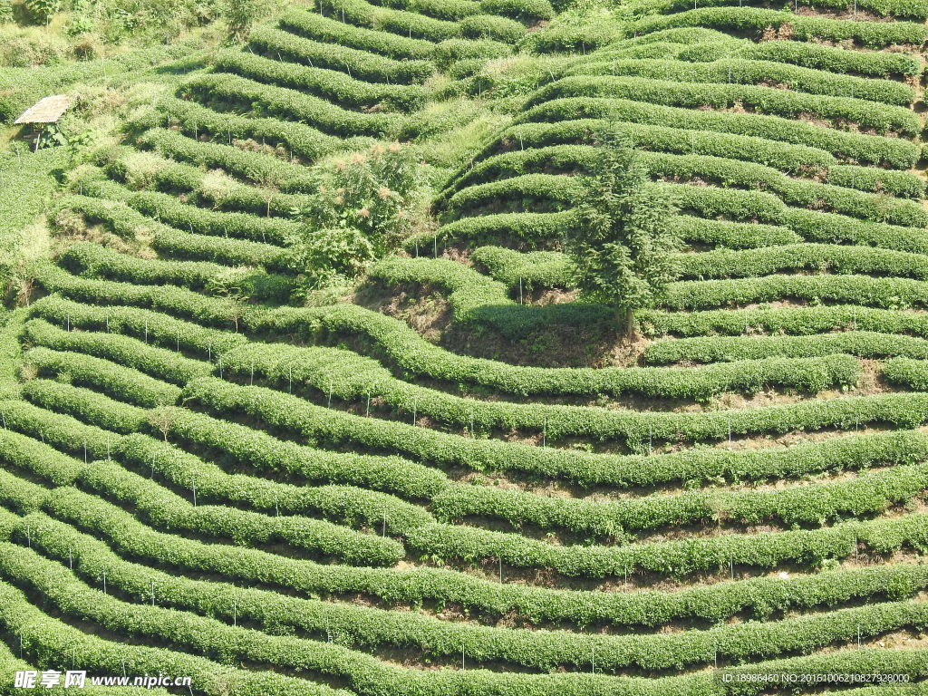 茶山