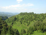 茶山